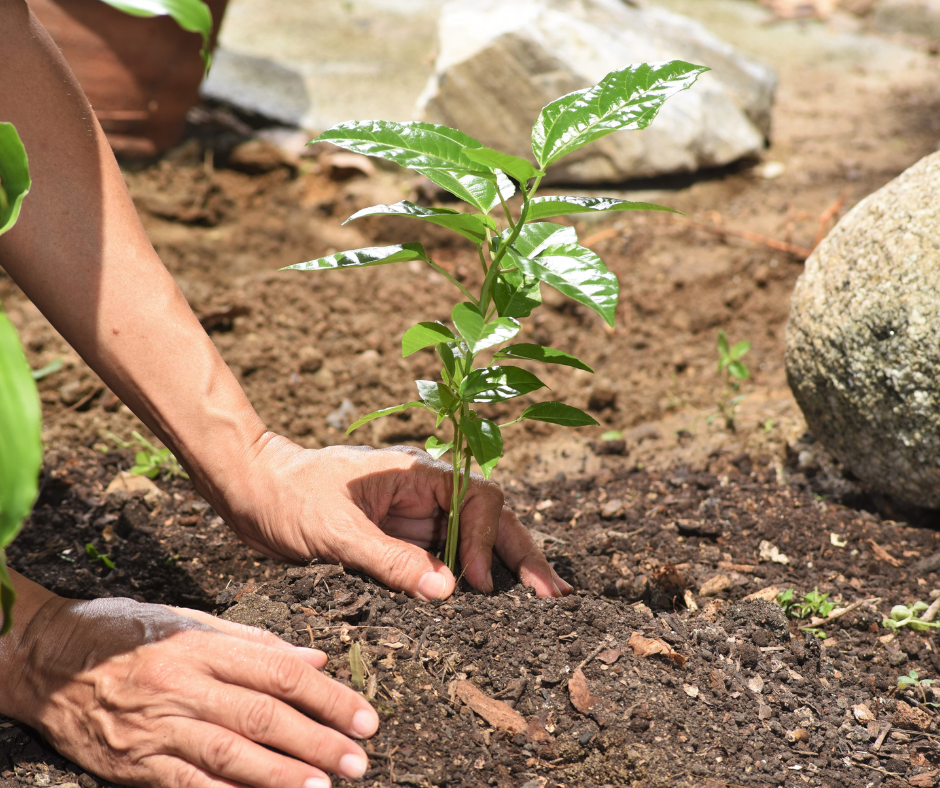 planting a tree