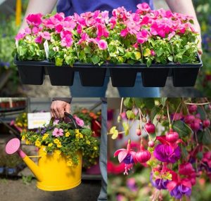 three pictures of flowers plants and supplies