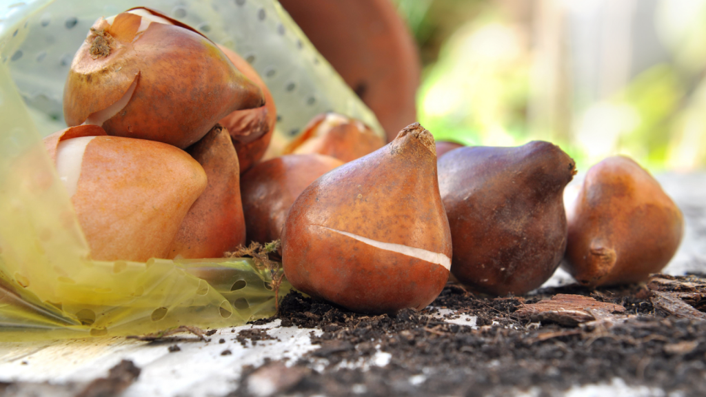 Hardy Flower Bulbs On Dirt