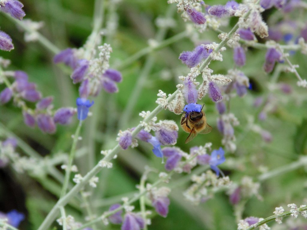 native plants