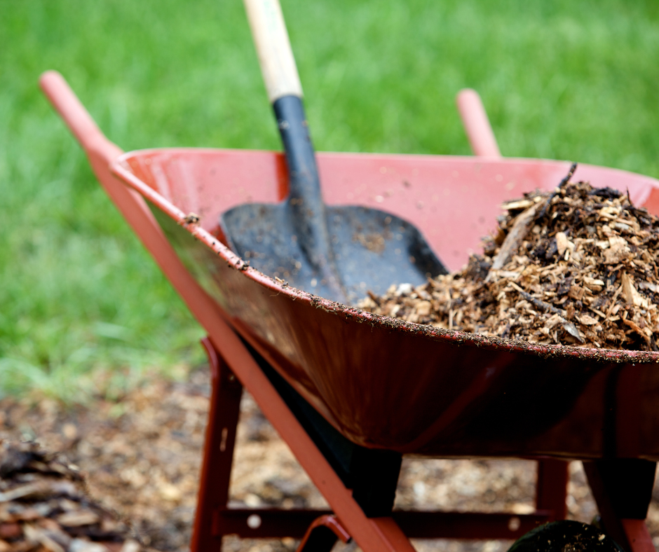 Mulch in a red wheel barrow with a shovel in it