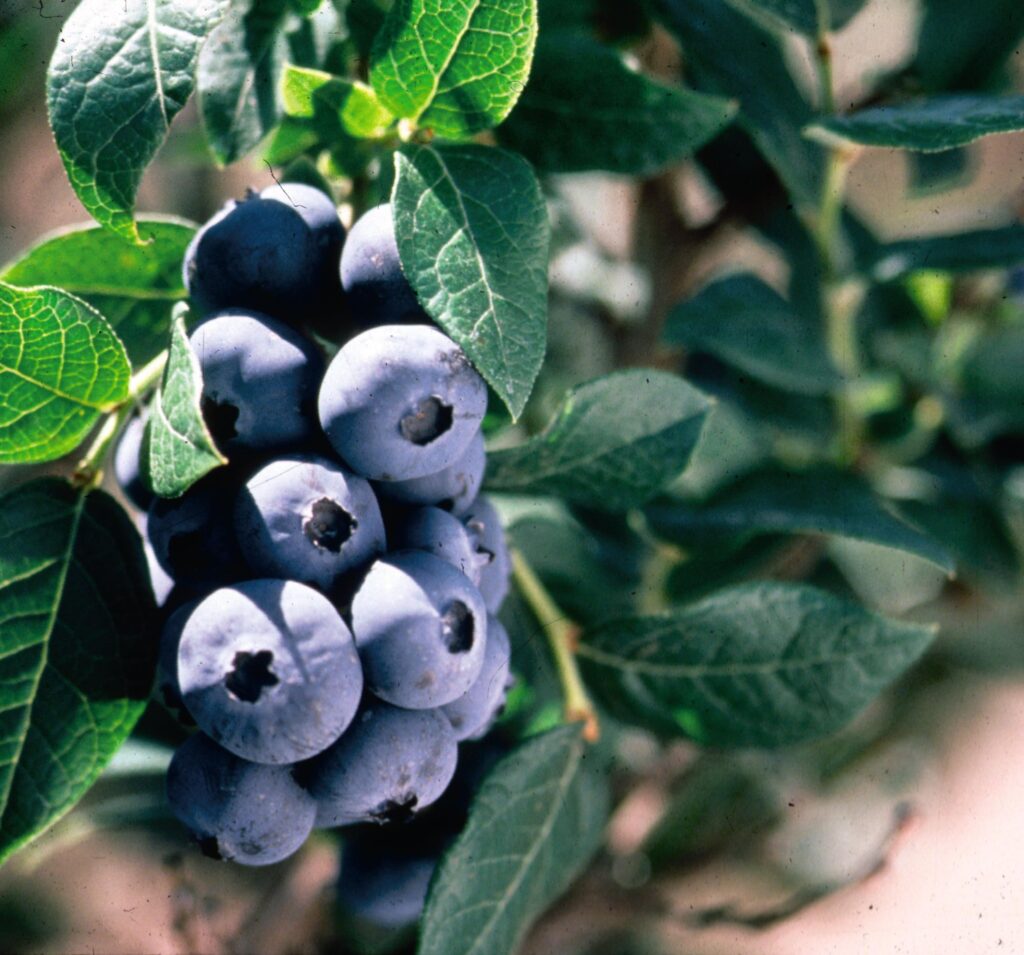 Blueberry bush