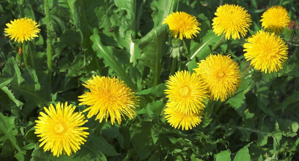 Dandelions in Minnesota Lawn