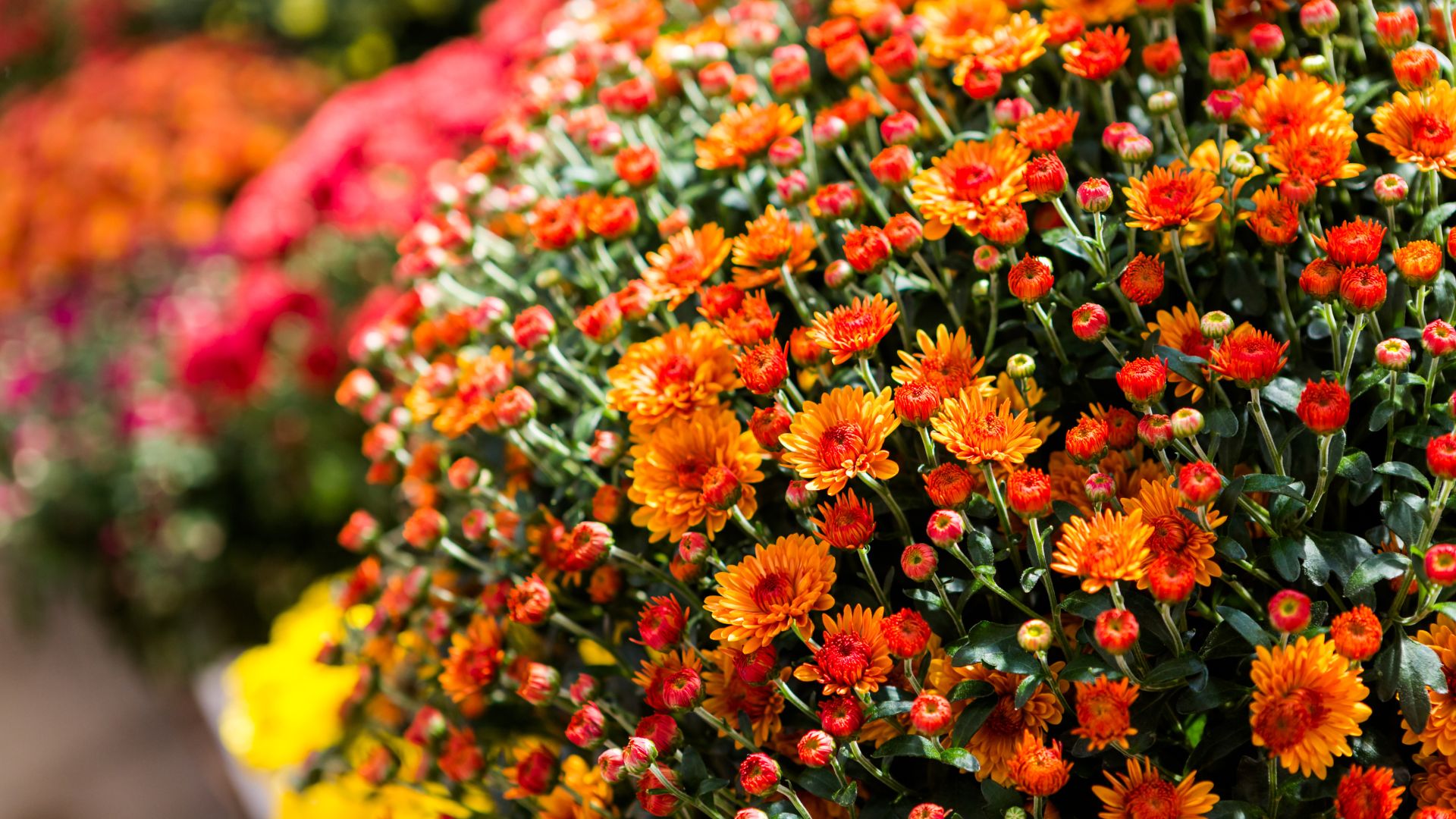 Fall Landscaping mums